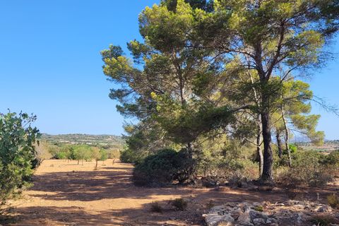 Helårsgrund i Manacor, Mallorca, Manacor - € 390.000 | Ref: 1706 - foto 17